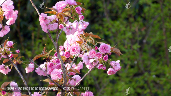 櫻花