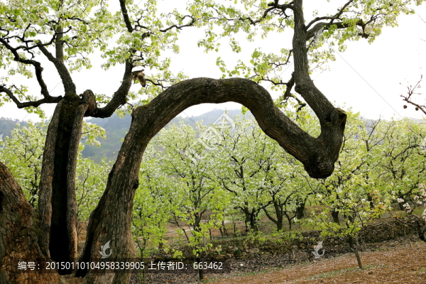 古木逢春