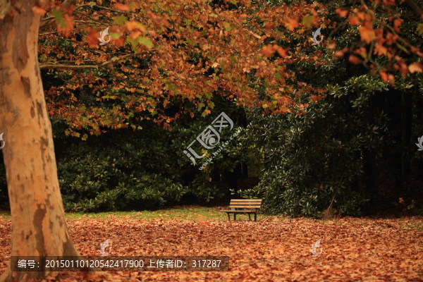 紅樹林