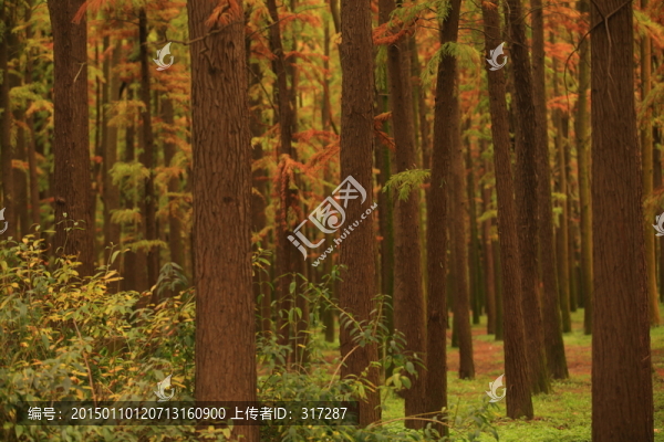 秋天的樹(shù)林