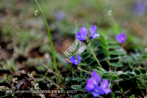 紫色小花