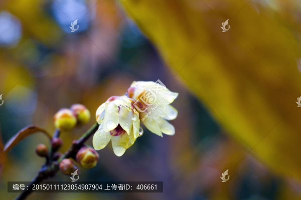 臘梅