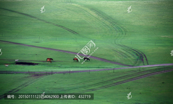 草原牧場,馬群