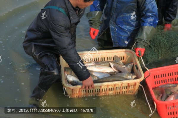 魚,鯉魚,草魚,鯽魚,打漁