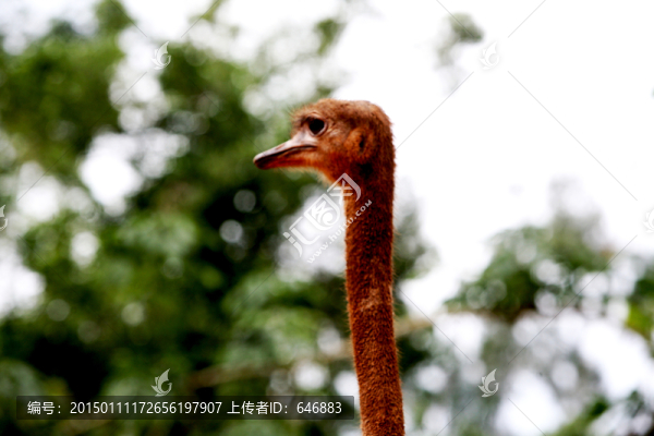 鴕鳥
