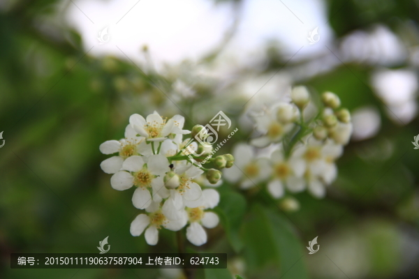 稠李子花