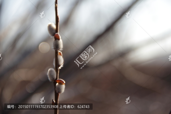 毛毛茍