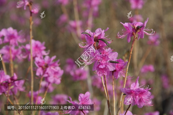興安杜鵑花