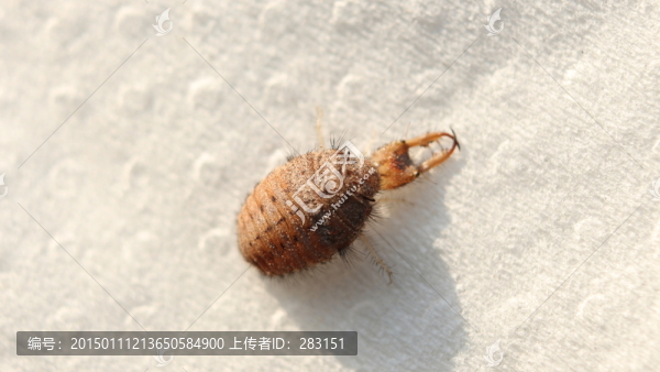 地沙蟲