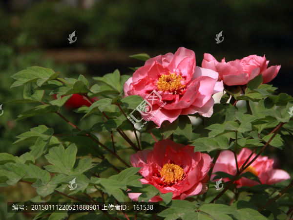 洛陽牡丹花