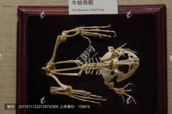 牛蛙骨骼