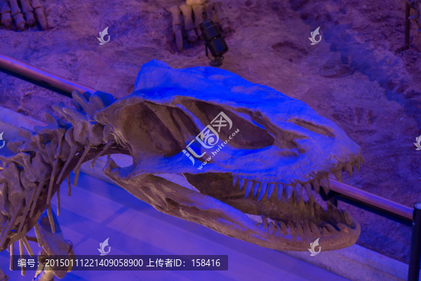 恐龍化石頭骨