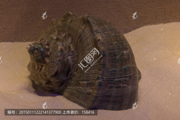 大夜光蠑螺