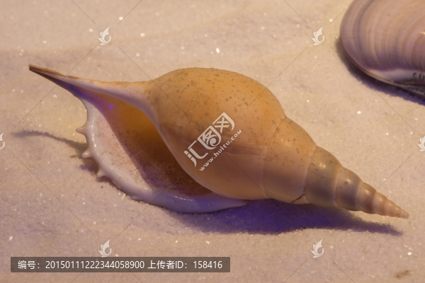 馬丁長(zhǎng)鼻螺