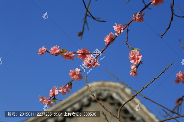 園藝桃花開