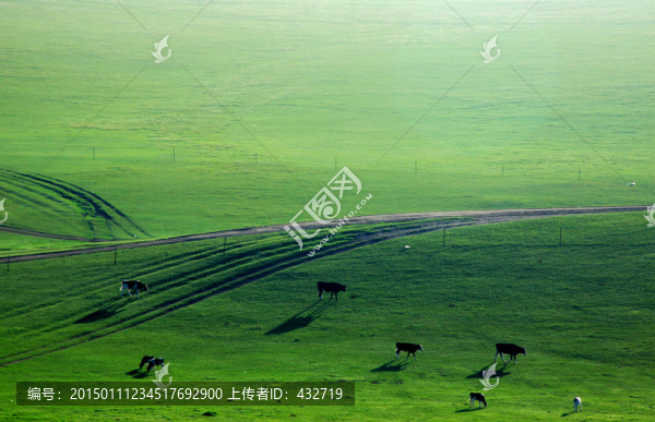 清晨的草原牧場,牛群