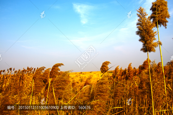 杭州灣濕地,蘆葦
