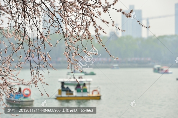 迎春花