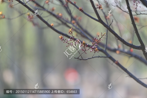 花石樓