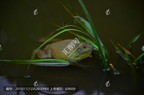 綠色牛蛙