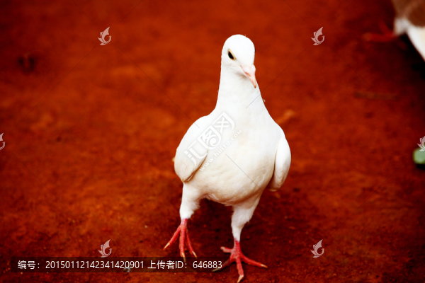 動物世界,鴿子