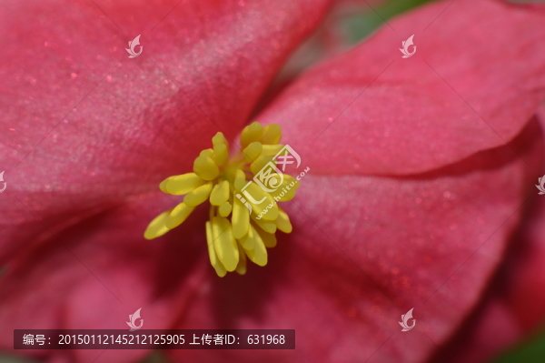 花卉花蕊花心微距高清