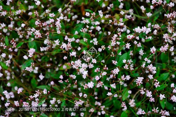 小花,野花