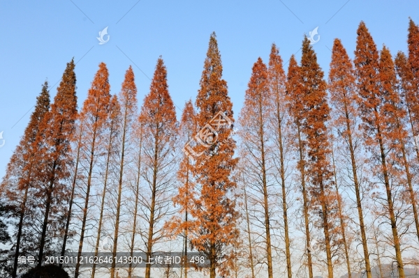 秋染水杉
