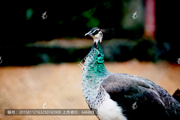 動物世界,藍孔雀