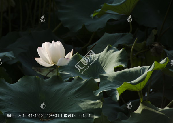 荷花