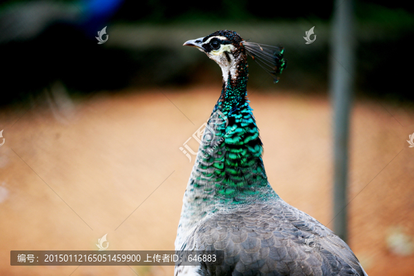 動物世界,藍孔雀