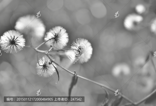 蒲公英