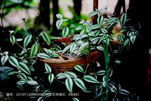 鳥(niǎo)語(yǔ)花香,野花