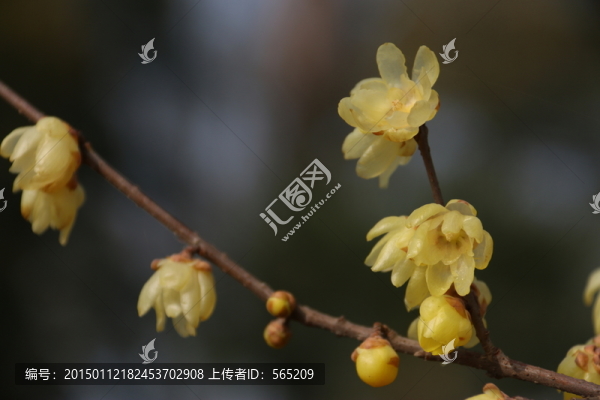 黃臘梅