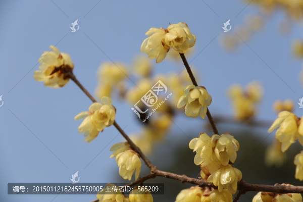 黃臘梅