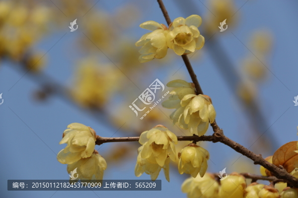 黃臘梅