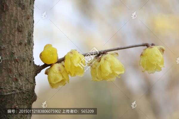 黃臘梅