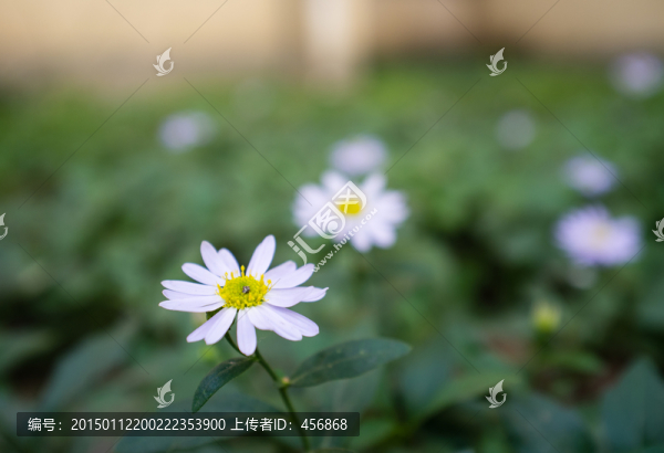 花卉,花朵