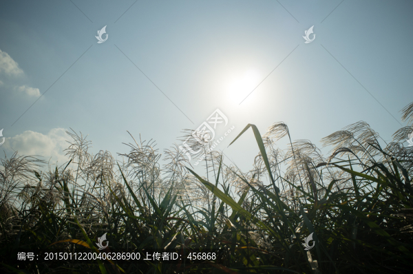 逆光下的蘆花