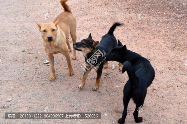 狗