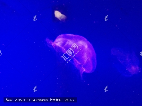 水母