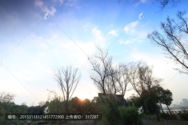 小樹林的落日