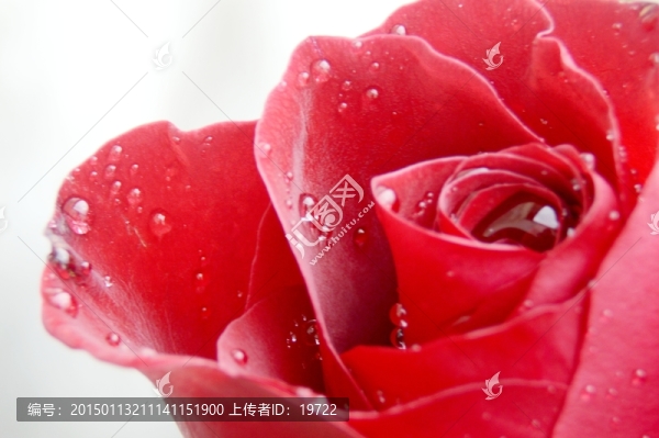 玫瑰花