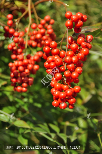 累累紅紅的碩果