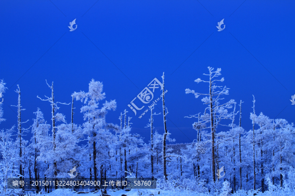 雪林夜景