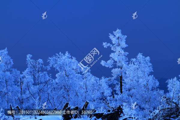 雪林夜景