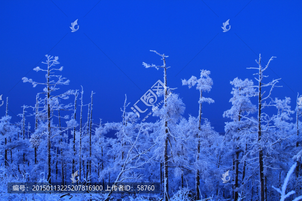 夜景雪林
