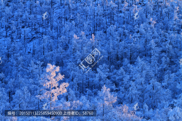 夕照雪林