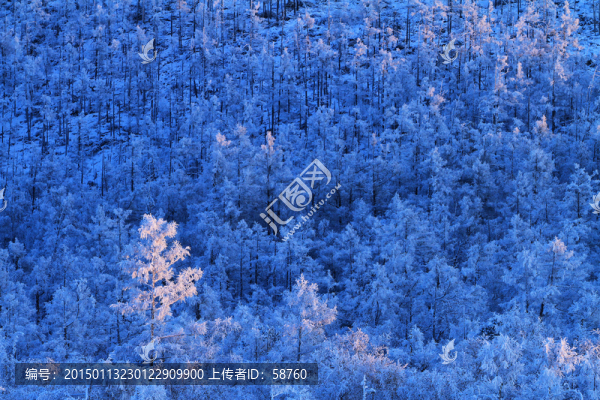夕照雪林