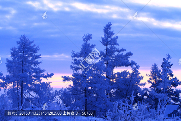 雪色森林